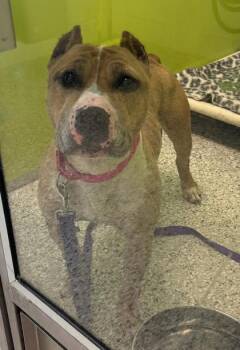 Rosalia -  Pit Bull Terrier and Mixed Breed Dog for Adoption in Kansas City, Missouri - Rosalia | PetCurious