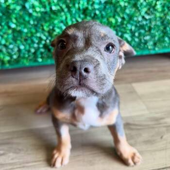 Pretzel -  American Bully and Terrier Dog for Adoption in Las Vegas, Nevada - Pretzel | PetCurious
