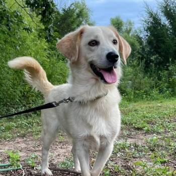 Bowie -  Golden Retriever and Basset Hound Dog for Adoption in Jay, New York - Bowie | PetCurious