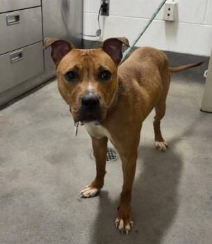 DARLA -  Pit Bull Terrier Dog for Adoption - DARLA | PetCurious