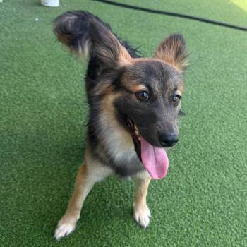 Mixed Breed Dogs Available for Adoption in Loxahatchee Groves, Florida - Peekaboo Bunny Foo Foo 4909 | PetCurious