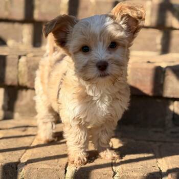 Maltipoo Dogs Available for Adoption in Warrior, Alabama - Halo | PetCurious
