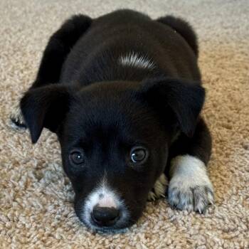 Mixed Breed Dogs Available for Adoption in Durham, North Carolina - Dash | PetCurious