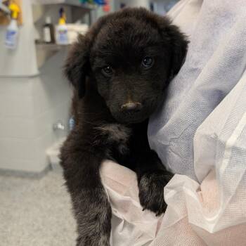 Porky -  Mixed Breed Dog for Adoption in Greenville, South Carolina - Porky | PetCurious