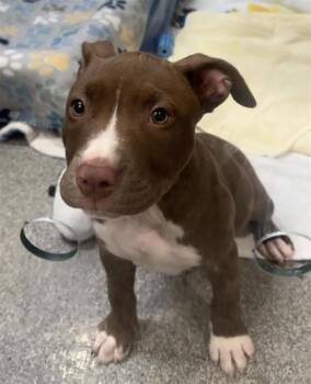 Jules -  Pit Bull Terrier and Mixed Breed Dog for Adoption in Bellevue, Washington - Jules | PetCurious