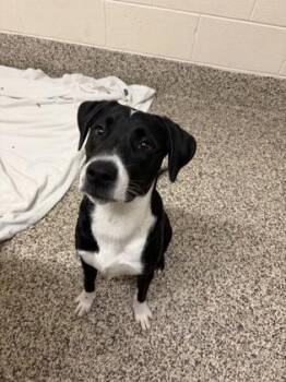 Lee -  Labrador Retriever and Mixed Breed Dog for Adoption in Westland, Michigan - Lee | PetCurious