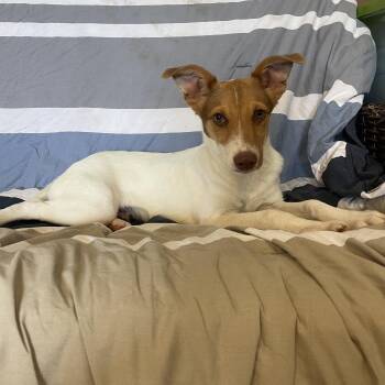 Parson Russell Terrier and Mixed Breed Dogs Available for Adoption in Lisbon, Ohio - LEO | PetCurious