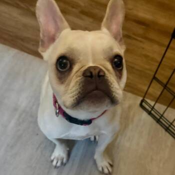 Grundo -  French Bulldog Dog for Adoption in Cincinnati, Ohio - Grundo | PetCurious