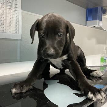 Mabel -  Black Labrador Retriever and Mixed Breed Dog for Adoption in Saint Joseph, Missouri - Mabel | PetCurious
