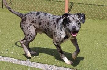 Gargoyle -  Mixed Breed Dog for Adoption in Athens, Georgia - Gargoyle | PetCurious
