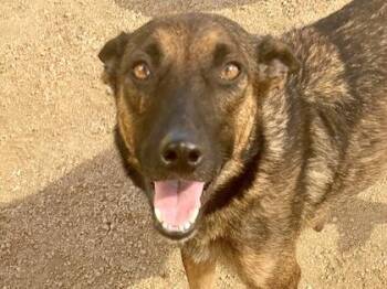 Werewolf -  Mixed Breed Dog for Adoption in Georgetown, Texas - Werewolf | PetCurious