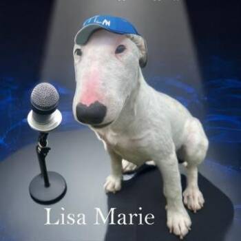 Rescue Bull Terrier Dogs for Adoption in Palm Desert, California - Lisa Marie | PetCurious