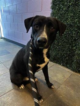 Elex* -  Mixed Breed Dog for Adoption in El Paso, Texas - Elex* | PetCurious