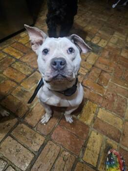 Rescue American Staffordshire Terrier Dogs for Adoption in Chickasaw, Alabama - Mimi | PetCurious