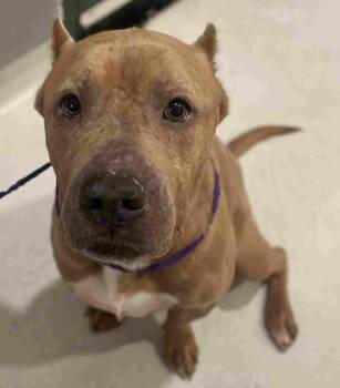 Bruce -  American Bully Dog for Adoption in New Castle, Indiana - Bruce | PetCurious