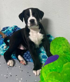 Goose -  Labrador Retriever and Saint Bernard Dog for Adoption in Fenton, Missouri - Goose | PetCurious