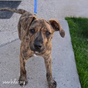 Boxer and Mixed Breed Dogs Available for Adoption - Pete | PetCurious