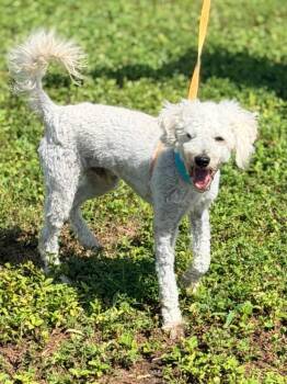 Marmot -  Poodle and Mixed Breed Dog for Adoption in Cape Coral, Florida - Marmot | PetCurious