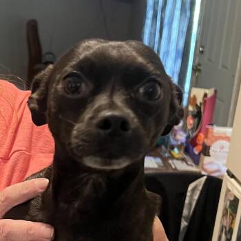 Rat Man 113 -  Chihuahua and Mixed Breed Dog for Adoption in East St. Louis, Illinois - Rat Man 113 | PetCurious