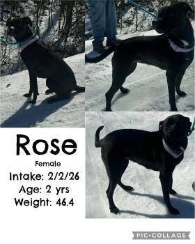 Black Labrador Retriever Dogs Available for Adoption - Rose | PetCurious