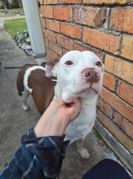 American Staffordshire Terrier Dogs Available for Adoption -  ​Michi The Mushy Snuggler | PetCurious