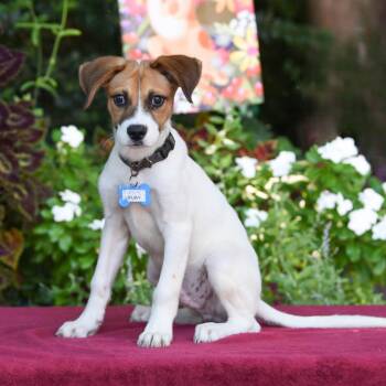 Yury -  Labrador Retriever Dog for Adoption in Wake Forest, North Carolina - Yury | PetCurious