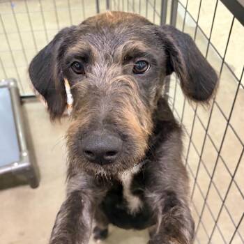 Midnight -  German Shepherd Dog Dog for Adoption in Midland, Texas - Midnight | PetCurious
