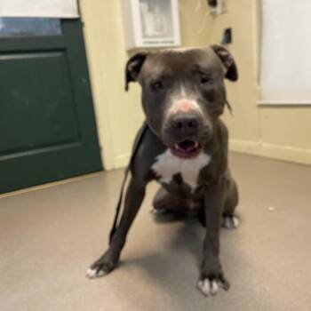 Pit Bull Terrier Dogs Available for Adoption - Herman | PetCurious