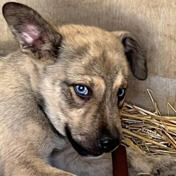 Mixed Breed and Catahoula Leopard Dog Dogs Available for Adoption - Lucky | PetCurious