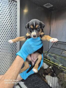 MECHA-BECCA -  American Staffordshire Terrier Dog for Adoption in San Antonio, Texas - MECHA-BECCA | PetCurious