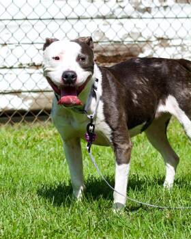 Snoopette -  Pit Bull Terrier and American Bulldog Dog for Adoption in Detroit, Michigan - Snoopette | PetCurious