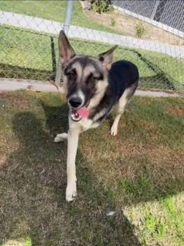 German Shepherd Dog Dogs Available for Adoption - Nacho-Coming Soon | PetCurious