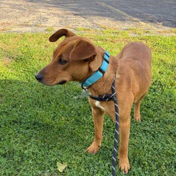 Scooby -  Mixed Breed Dog for Adoption in Madison, Wisconsin - Scooby | PetCurious