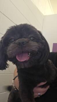 Bae -  Shih Tzu Dog for Adoption in Baton Rouge, Louisiana - Bae | PetCurious