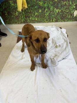 Rescue Shepherd and Mixed Breed Dogs for Adoption in San Antonio, Texas - Mina | PetCurious