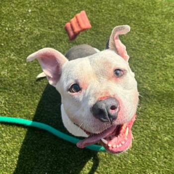 Mixed Breed Dogs Available for Adoption in Medford Lakes, New Jersey - Gemma | PetCurious