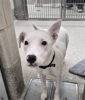 ANGEL -  Pointer and Mixed Breed Dog for Adoption in Omaha, Nebraska - ANGEL | PetCurious