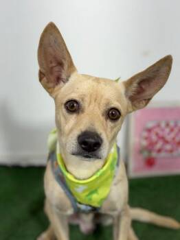 Pumpkin-One of our Amazing Rescue Dogs -  Corgi and Chihuahua Dog for Adoption in Carlsbad, California - Pumpkin-One Of Our Amazing Rescue Dogs | PetCurious