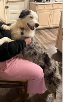 Australian Shepherd and Siberian Husky Dogs Available for Adoption in Washington, District Of Columbia - Ozzy | PetCurious
