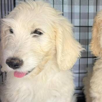 Bernard -  Poodle and Labrador Retriever Dog for Adoption in Fairfax Station, Virginia - Bernard | PetCurious