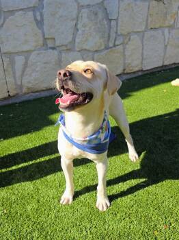 Rescue Yellow Labrador Retriever and Labrador Retriever Dogs for Adoption - John | PetCurious