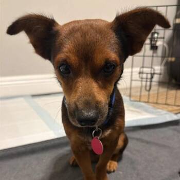 Mocho -  Chihuahua Dog for Adoption in Tampa, Florida - Mocho | PetCurious