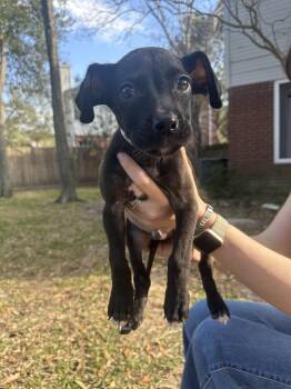Labrador Retriever Dogs Available for Adoption - Andrew | PetCurious