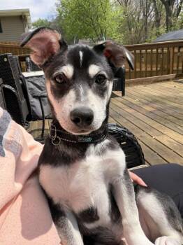 Terrier and Chihuahua Dogs Available for Adoption in Coldwater, Michigan - Luka | PetCurious