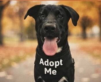 Kip -  Black Labrador Retriever Dog for Adoption in Scottsburg, Indiana - Kip | PetCurious