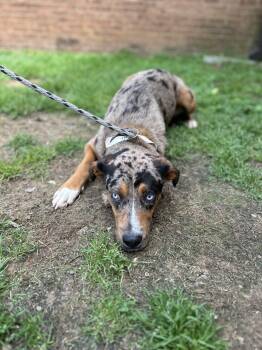 Catahoula Leopard Dog Dogs Available for Adoption in Fosters, Alabama - AYERS | PetCurious