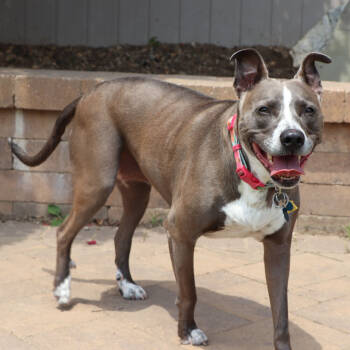 Rescue Mixed Breed Dogs for Adoption in Port Washington, New York - Ellie | PetCurious