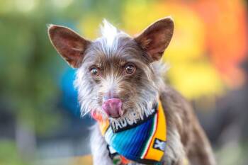 Terrier and Chihuahua Dogs Available for Adoption in Santa Rosa, California - Chocorrol | PetCurious