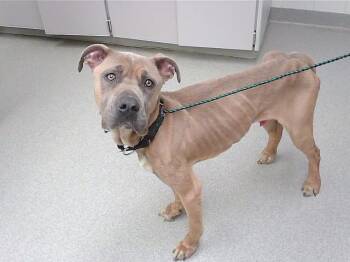 HAROLD -  Mastiff and Mixed Breed Dog for Adoption in Omaha, Nebraska - HAROLD | PetCurious