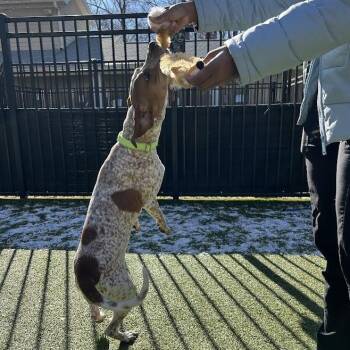 English Coonhound Dogs Available for Adoption - Panera | PetCurious
